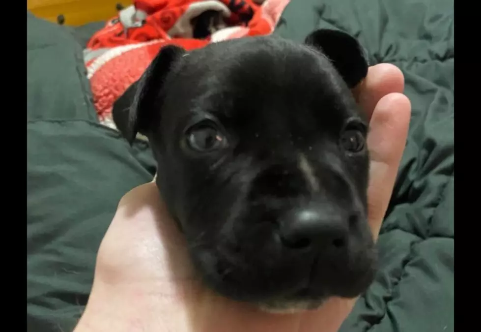 Adorable Puppy Heartlessly Dumped Overnight At Lubbock Apartment Complex