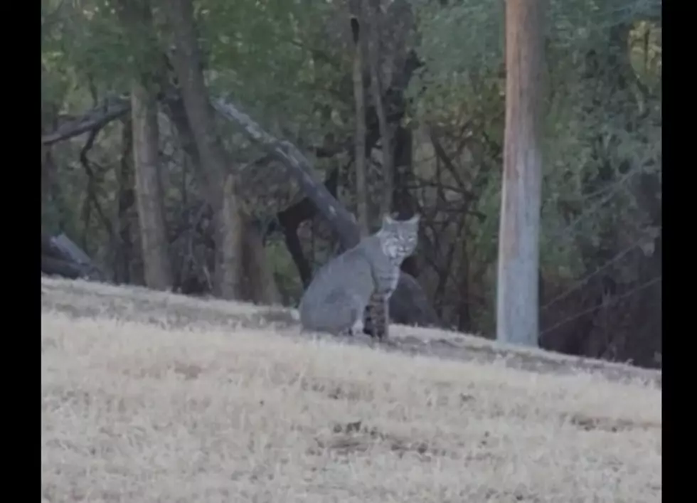 Video: Bobcat Spotted Hanging Out At Mae Simmons Park In Lubbock