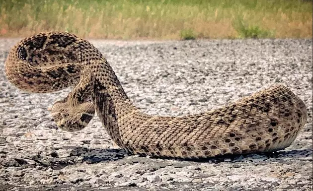 It&#8217;s Almost Time For The World&#8217;s Largest Rattle Snake Round-up