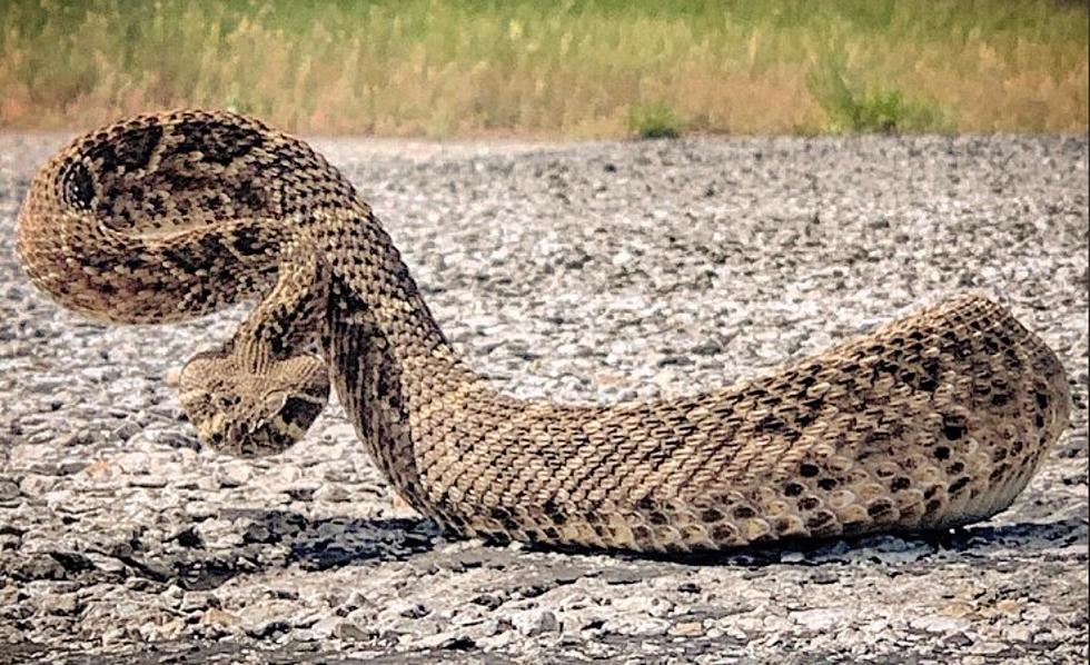 It’s Almost Time For The World’s Largest Rattle Snake Round-up