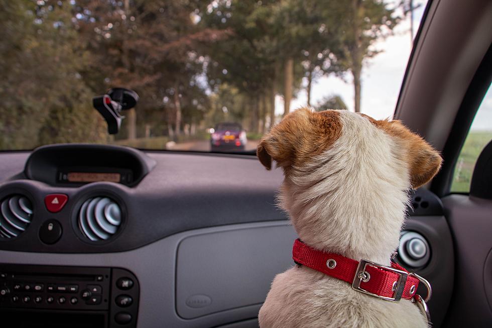 Is It Actually Illegal For Your Dog To Ride Shotgun In Texas?
