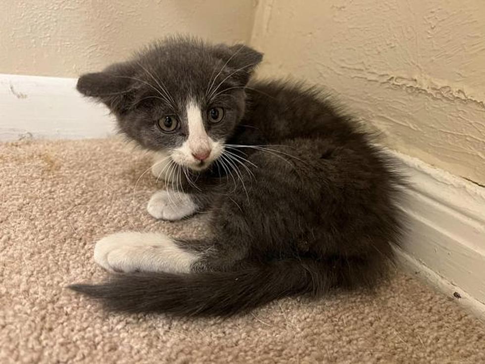 ‘Miracle Kitten’ Rescued After Being Thrown Out On Lubbock Loop