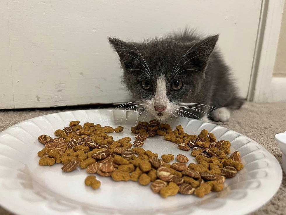 Miracle Kitten Rescued From Lubbock Loop Needs Your Help