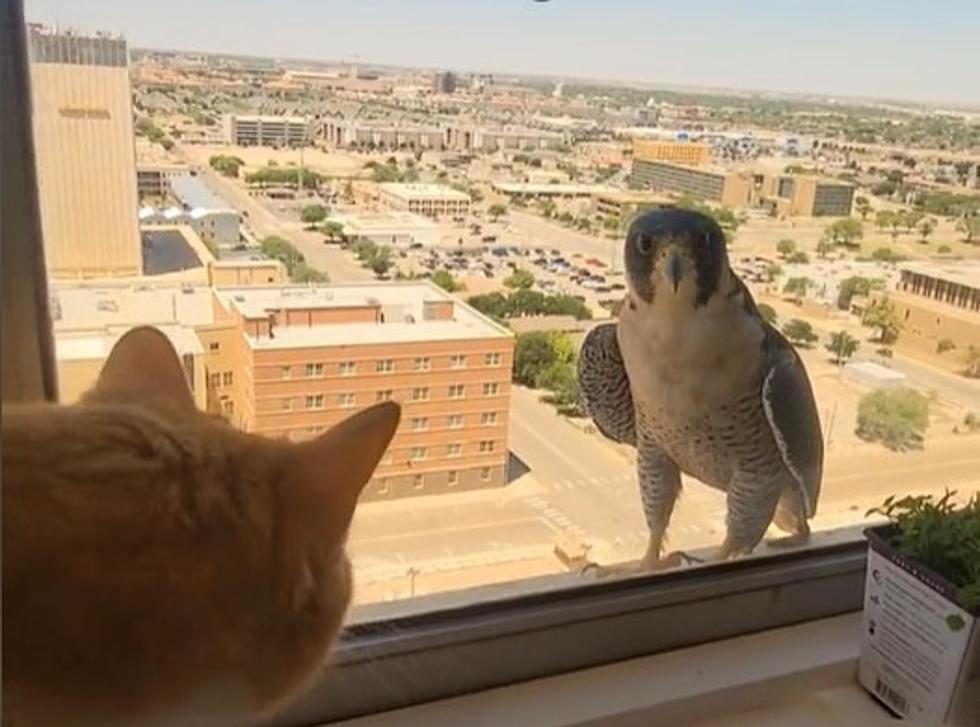 Cool Video: Falcon Enjoys Visiting Downtown Lubbock Apartment