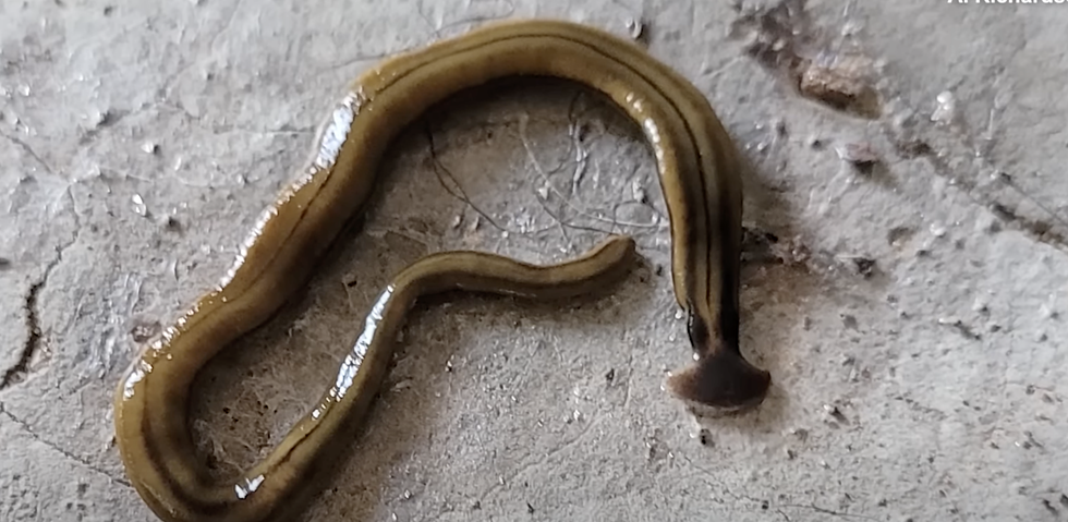 Indestructible Poisonous Worms Invading Texas!