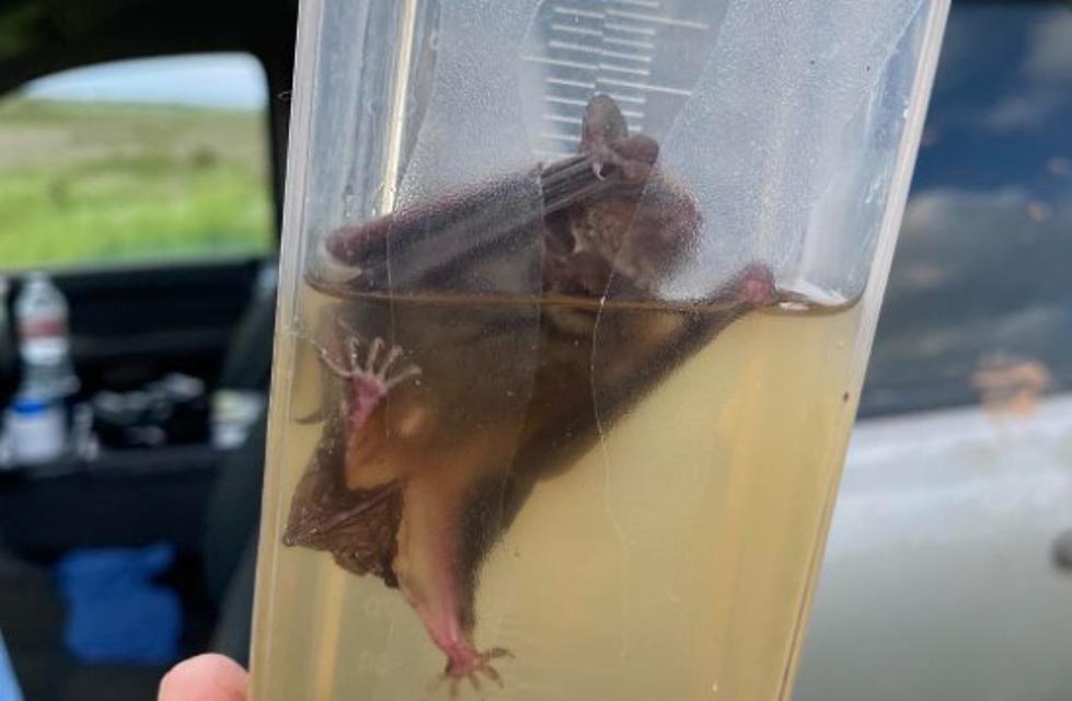 Lucky Texas Bat Saved From Rain Gauge By Good Samaritans