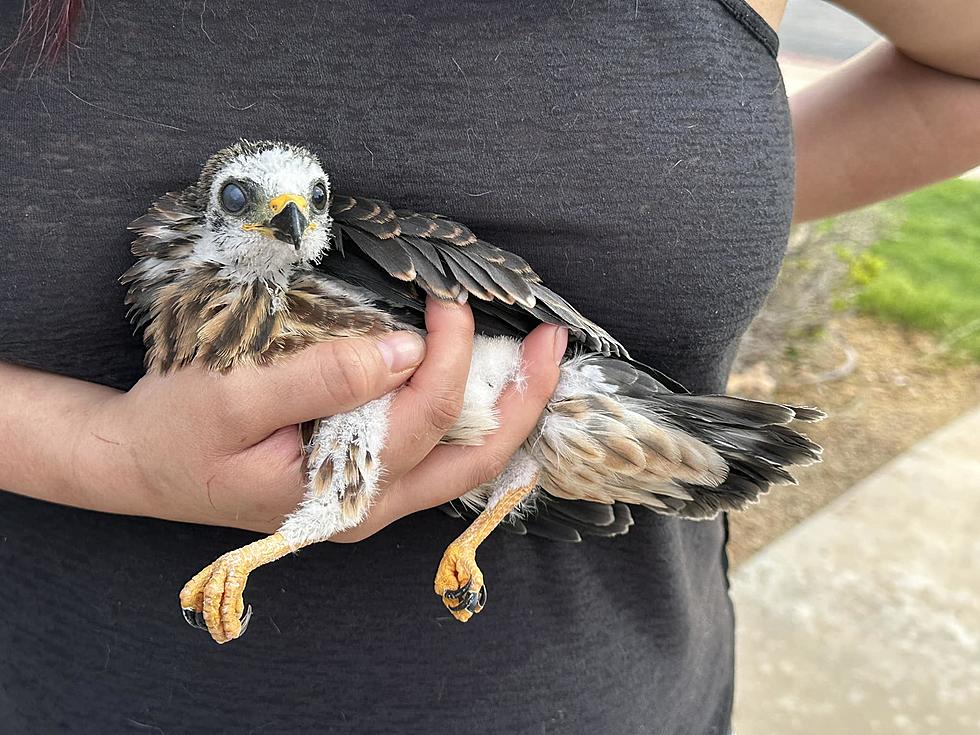 Federally Protected Injured Baby Bird Rescued In Lubbock, Texas