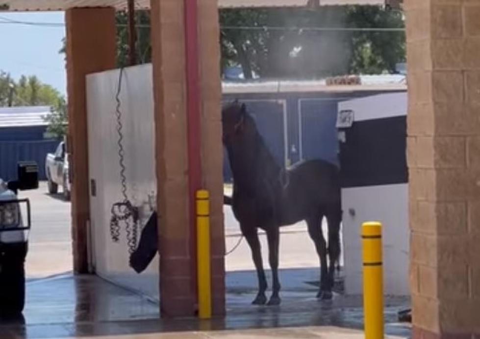 [WATCH] Nothing Says &#8216;Texas&#8217; Like A Horse Enjoying A Bath At The Car Wash
