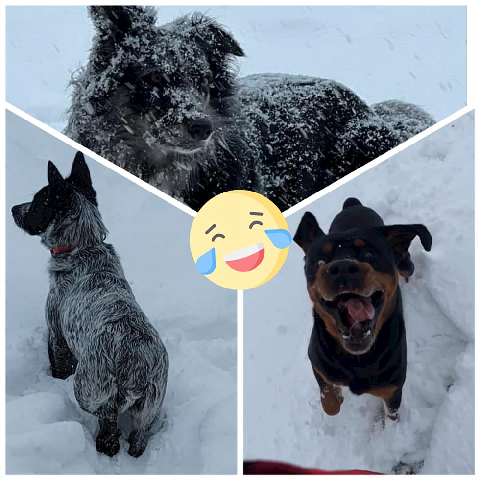 Lubbock Dogs Enjoy A Spectacular Snow Day In Texas