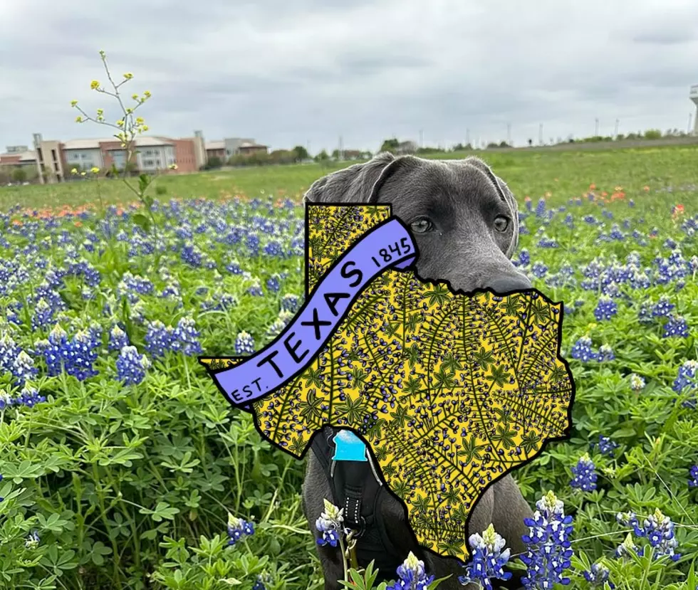 Do You Know What The State Dog Of Texas Is?