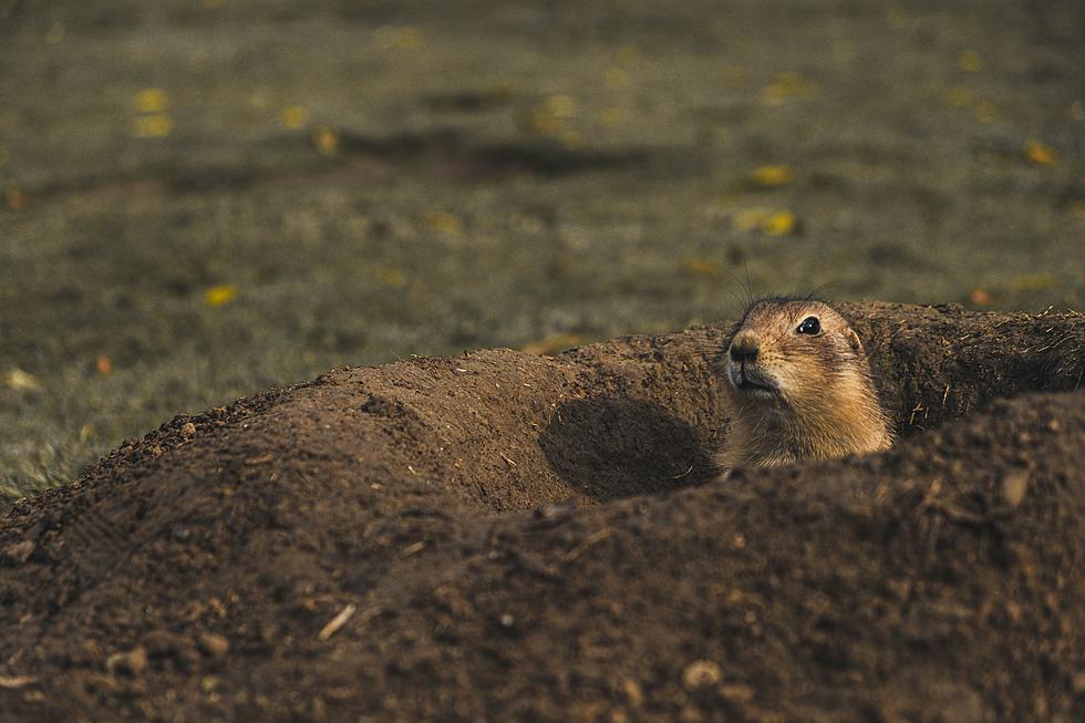 Why Don't More People Keep Prairie Dogs As Pets?