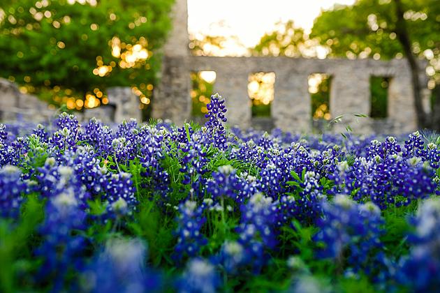 Where Can I Find The Best Bluebonnet Fields in Texas?