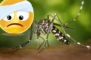 Will Texas Be Home To A New Mosquito Plague?