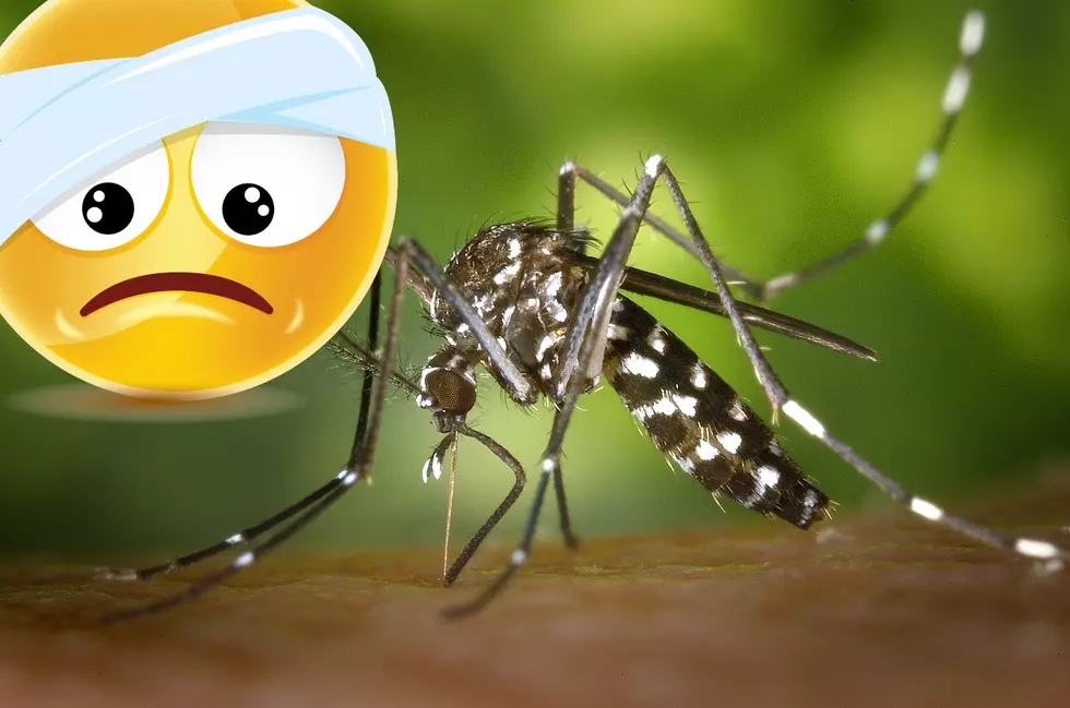 Will Texas Be Home To A New Mosquito Plague?