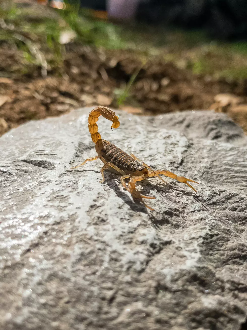 The Top 5 Things You Can Be Bit Or Stung By In Lubbock