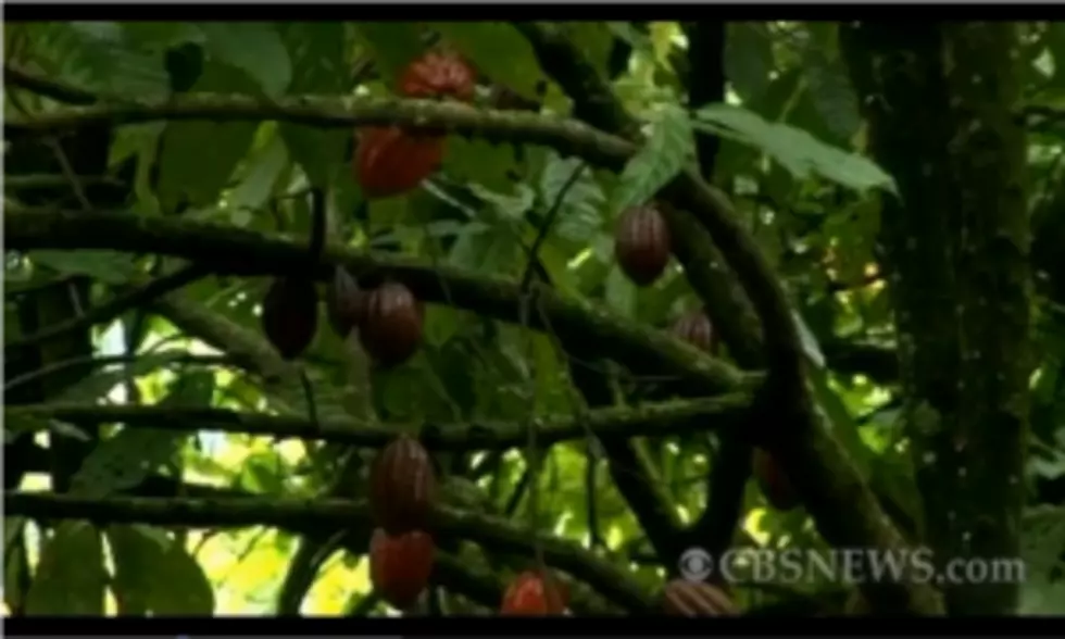 A Rare Cocoa Tree That Was Believed To Be Extinct Lives!