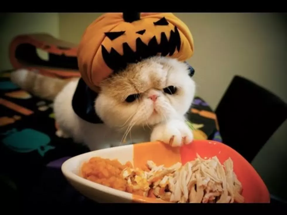 Vampire Pumpkin Kitty [VIDEO]