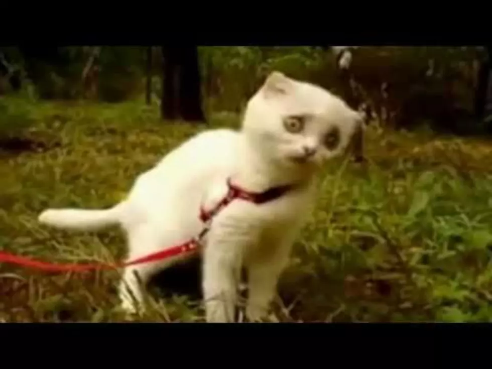 Zombie Kitty [VIDEO]