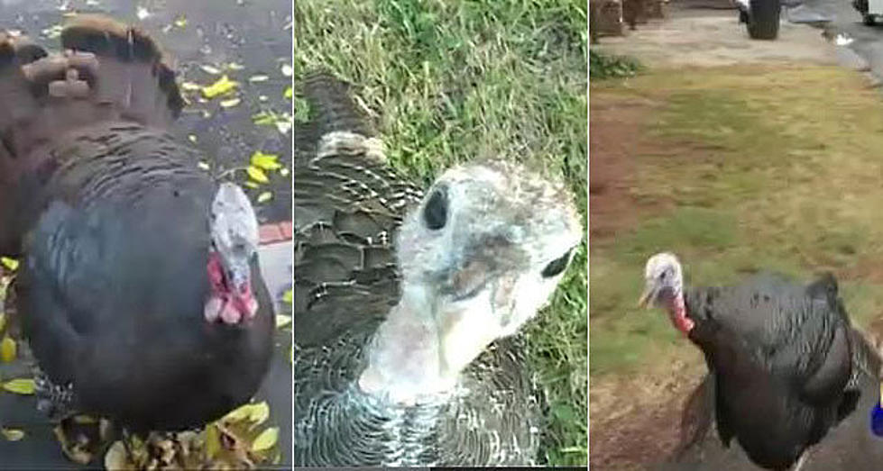 When Turkeys Attack — 10 Terrifying Gobblers [VIDEOS]