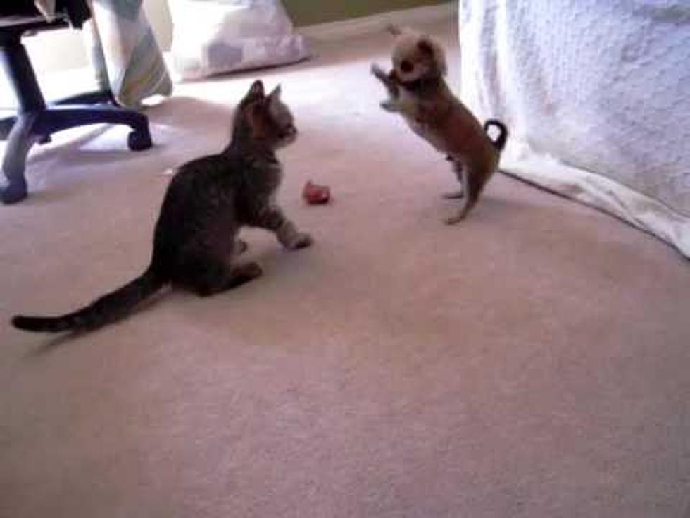 Chihuahua Puppy and Kitten Duke it Out [VIDEO]