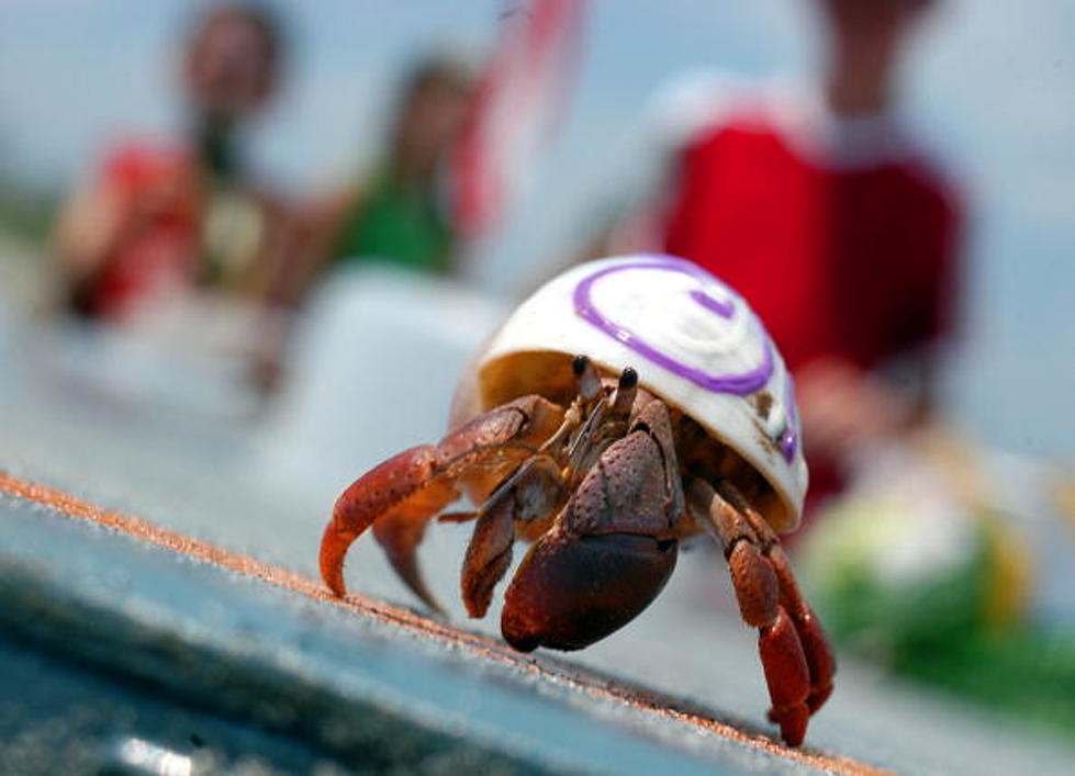 Hermit Crab Moves Into A Lego Shell [VIDEO]