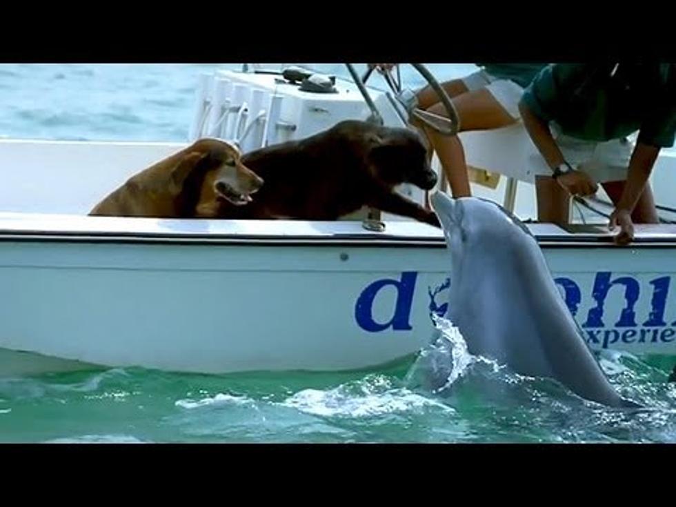 Sweet Dolphin and Puppy Kisses [VIDEO]
