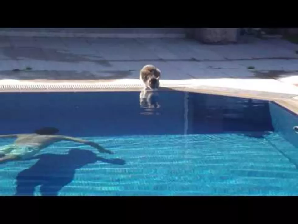 Cats and Pools Don&#8217;t Mix [VIDEO]