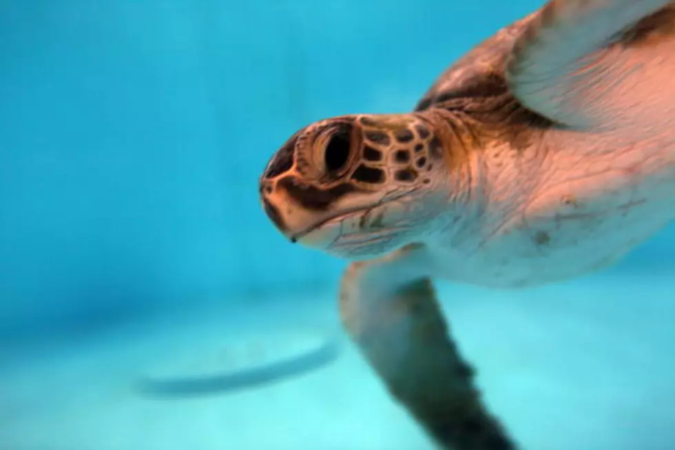 Sea Turtles: A Living Miracle [VIDEO]