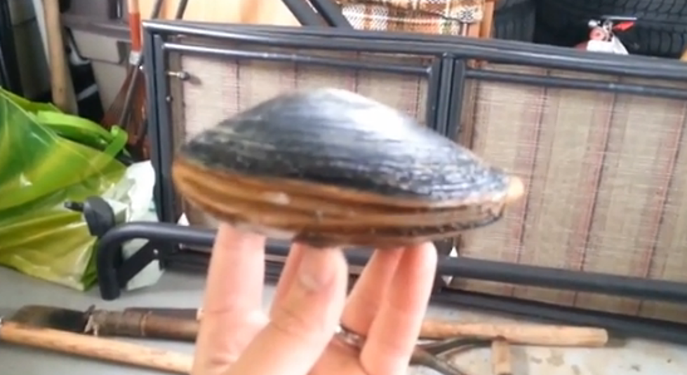 Enjoy This Video of a Clam Sticking Out Its Tongue