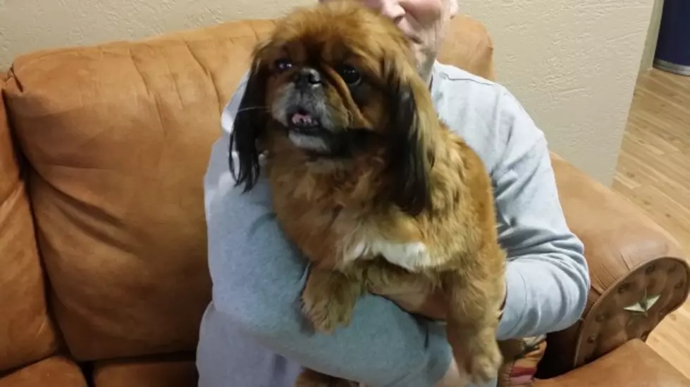 Mix&#8217;s &#8216;Pet Of The Week:&#8217; This Adorable Pekingese May Have Just Gotten Lost
