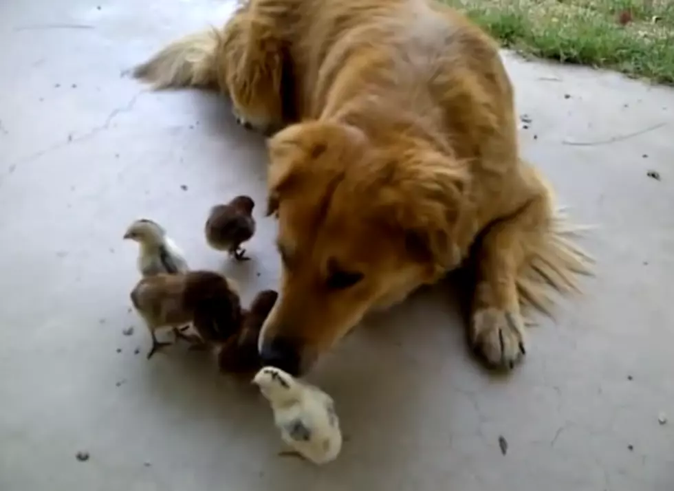 10 Baby Chicks Adopt Dog: The Most Precious Thing You&#8217;ll See All Day [VIDEO]