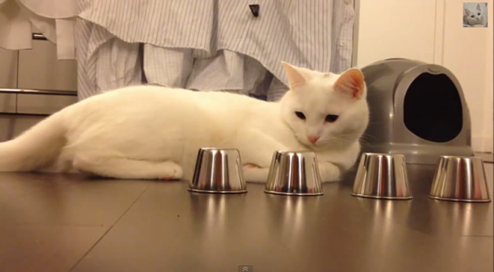 Laid Back Cat Shows Human That She&#8217;s No &#8216;Mark&#8217; In &#8216;The Shell Game&#8217; [VIDEO]
