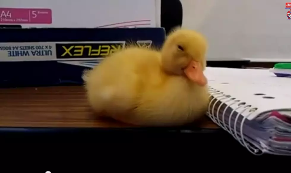 This Adorable Baby Duck Just Can’t Stay Awake [VIDEO]