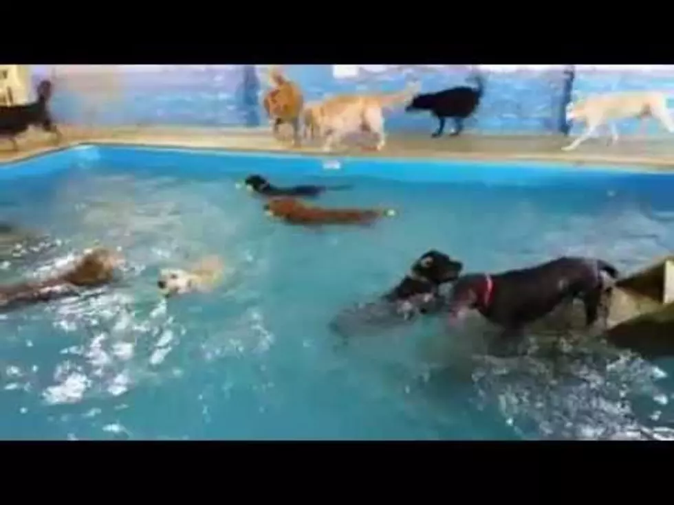 What Do You Get When You Cross A Pool and 20 Dogs? Happiness!