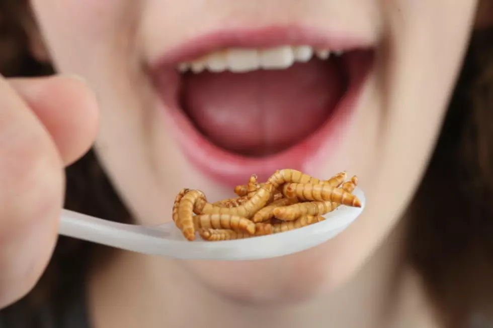 Insects Could Eventually Eradicate World Hunger – Would You Eat Bugs?