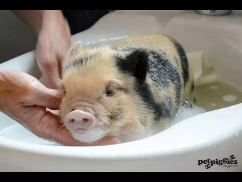 Tiny Pig Gets A Bath