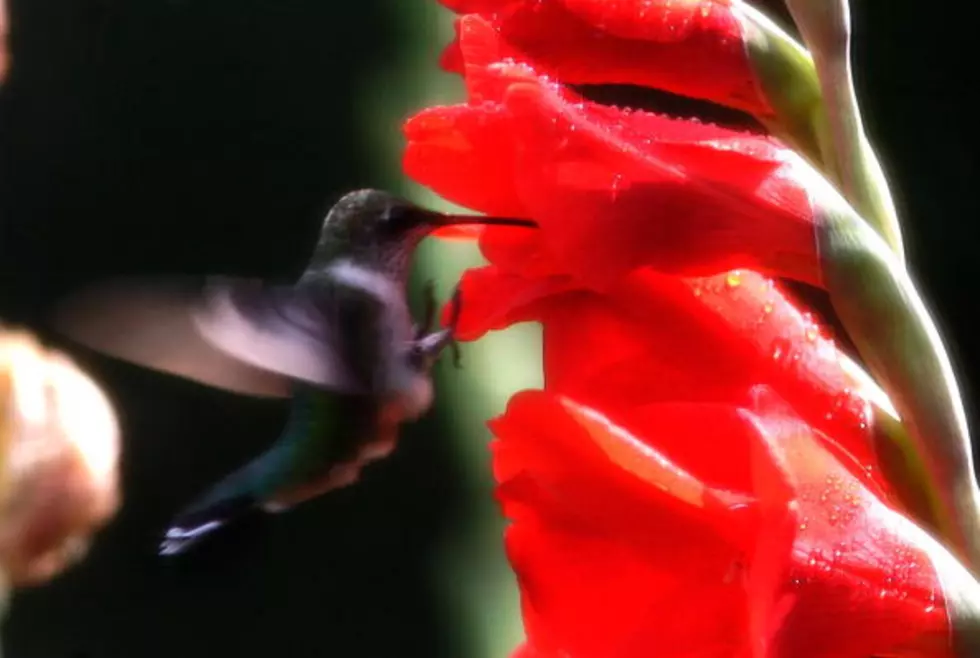 The Amarillo Zoo Presents the Hummingbird and Pollinators Festival
