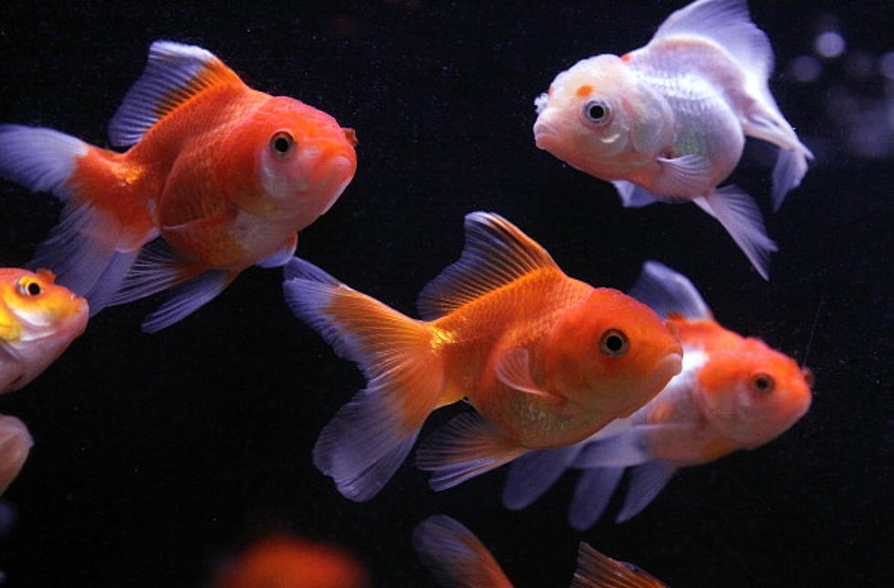 10-Year Old Goldfish Has Surgery to Remove Tumor
