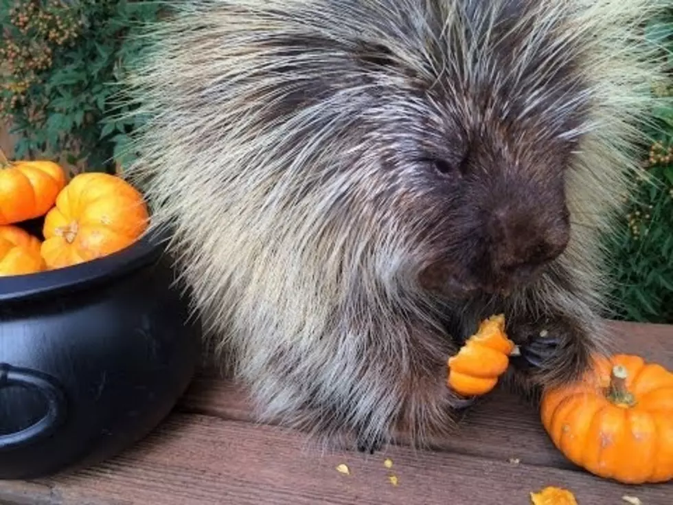 Porcupine Gets Adorably Excited When Eating His First Pumpkin