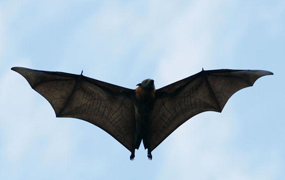 The City of Amarillo’s Public Health Warns Residents to Avoid Wild Animals and Bats