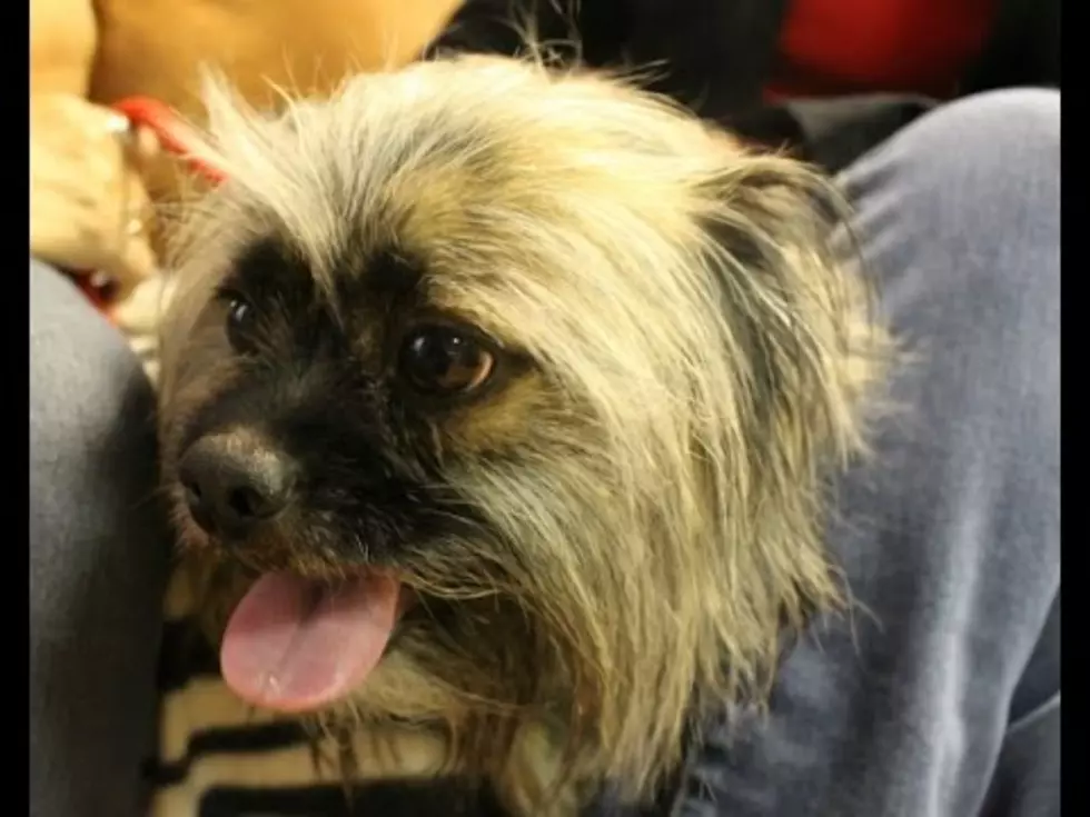 Mix Pet of the Week: Meet Chewy