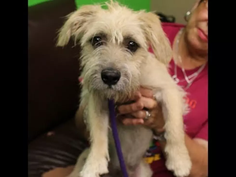Scruffy Needs A Forever Home to Make Him Smile
