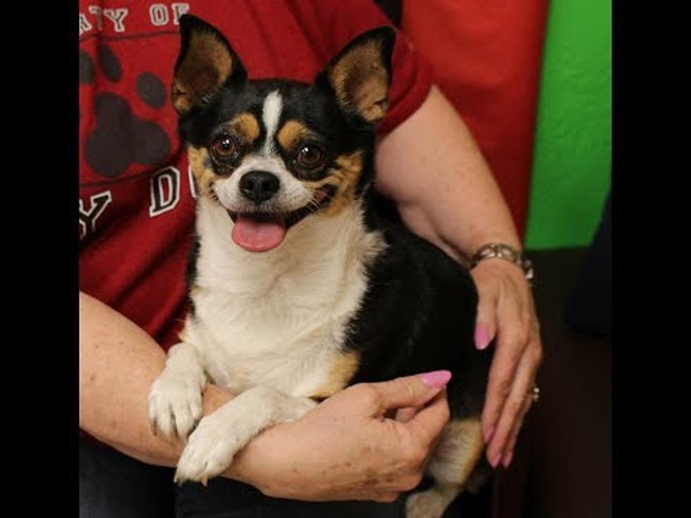 Juan is the Chunkiest Chihuahua Who Needs a Loving Home