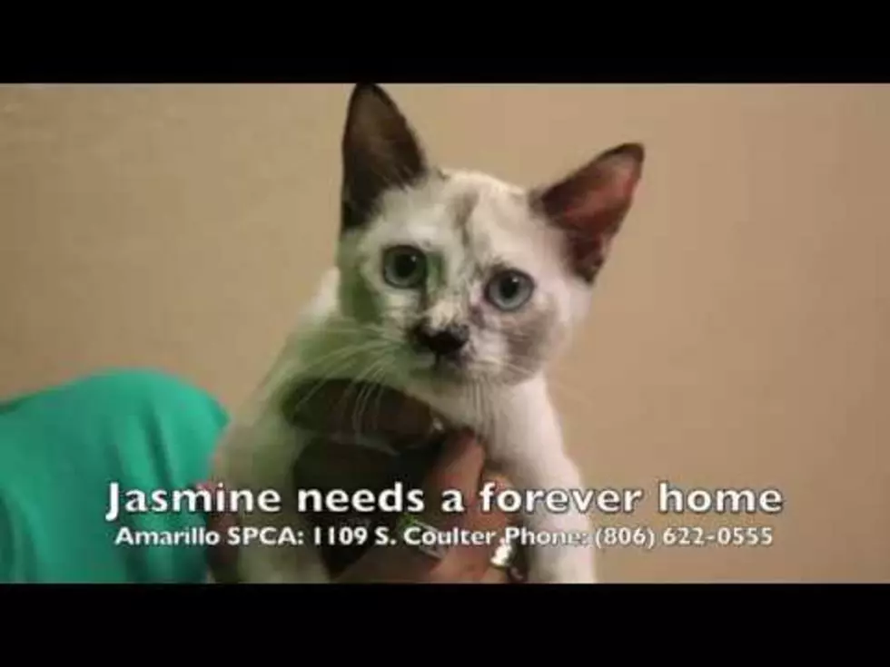 Jasmine Needs the Purrfect Home &#8211; Mix 94.1&#8217;s Adopt-A-Pet