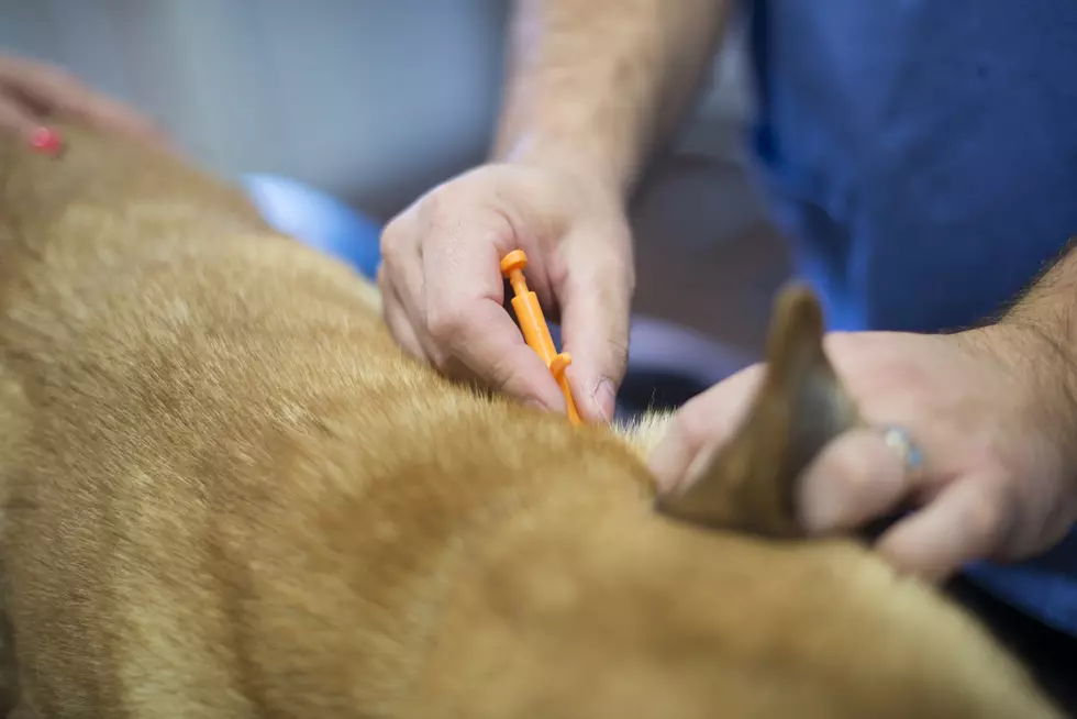 Get Your Pet Microchipped for $10