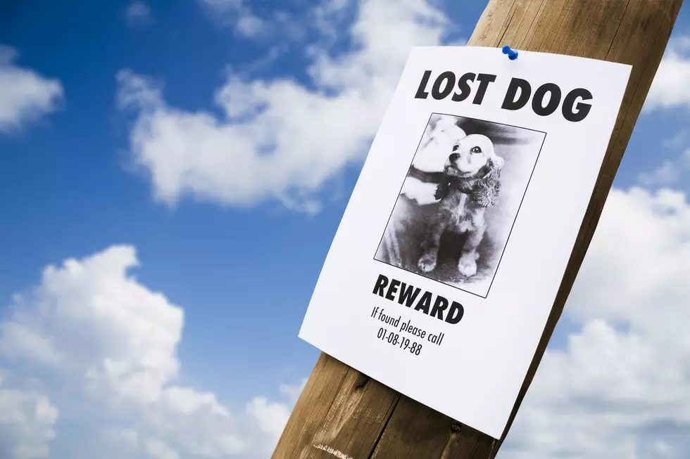 What to Do If You Lose a Pet in Amarillo