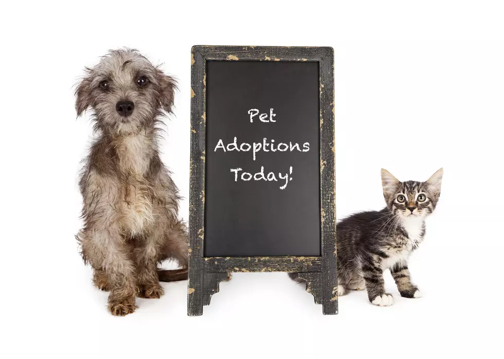 PetSmart National Adoption Weekend with the Amarillo SPCA