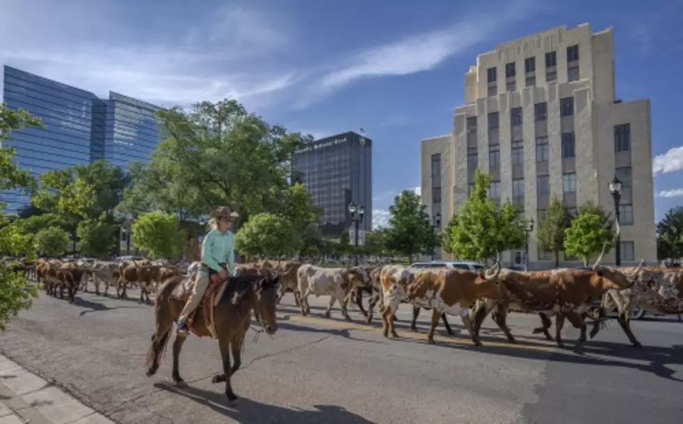 Winner Named in the Cattle Drive Photo Contest