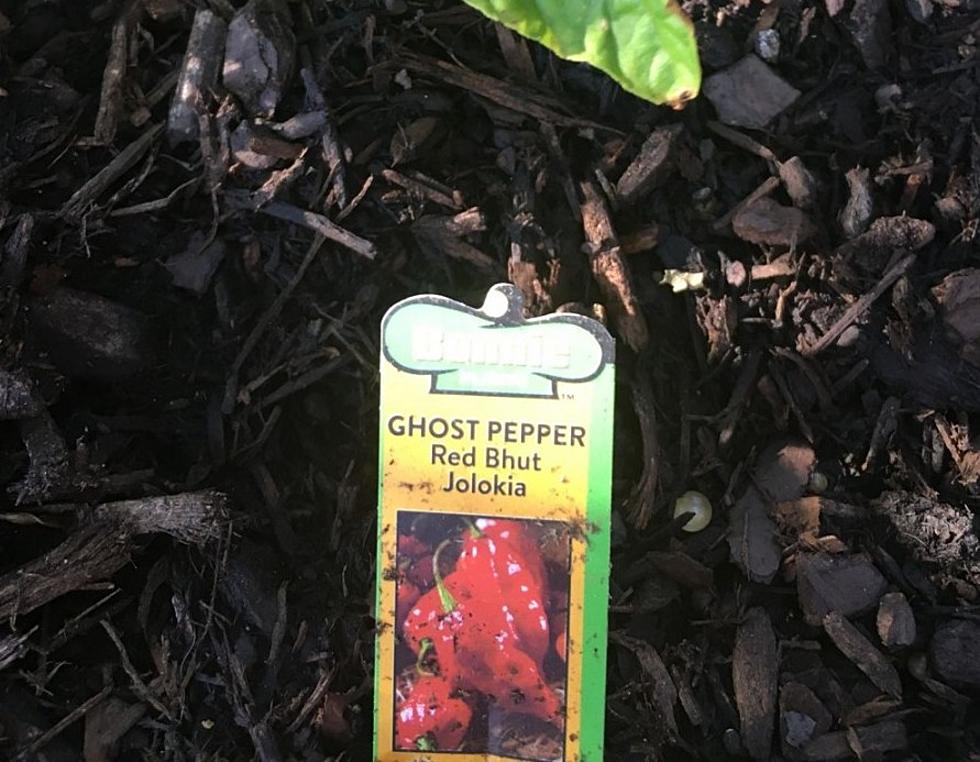 Be Very Afraid if I Offer You a Pepper From My Garden