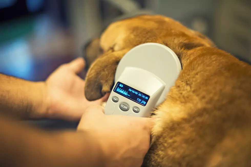 A New Affordable Way to Have Your Pet Microchipped